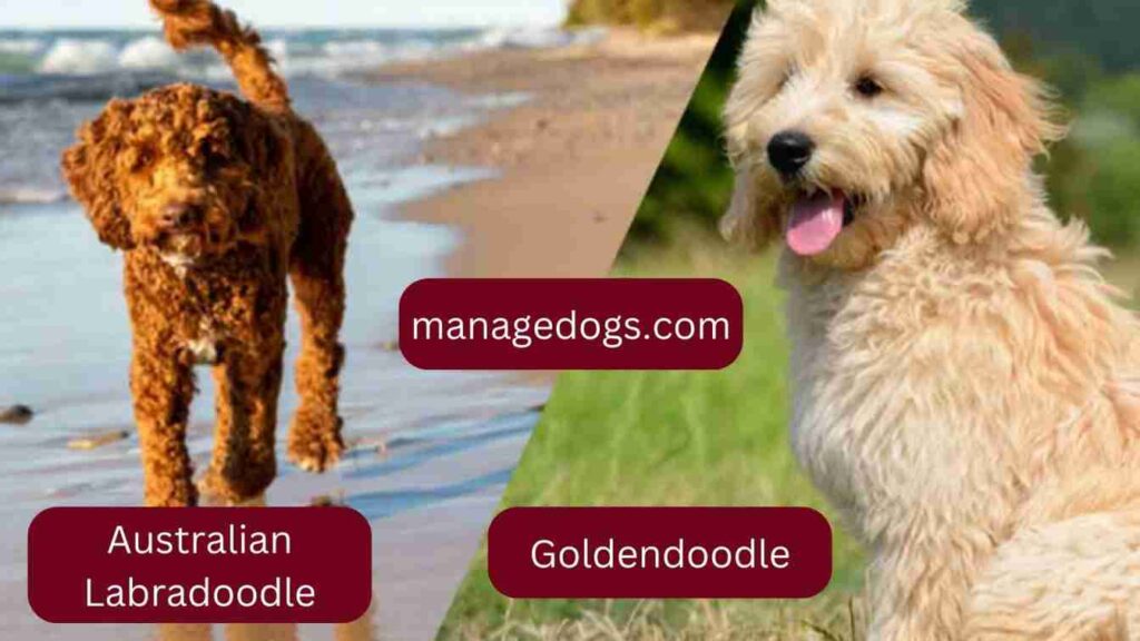 Australian Labradoodle vs Goldendoodle