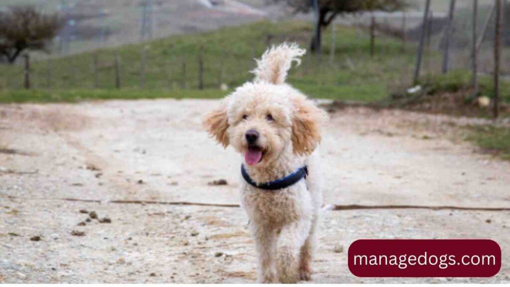 Australian Golden doodle puppy