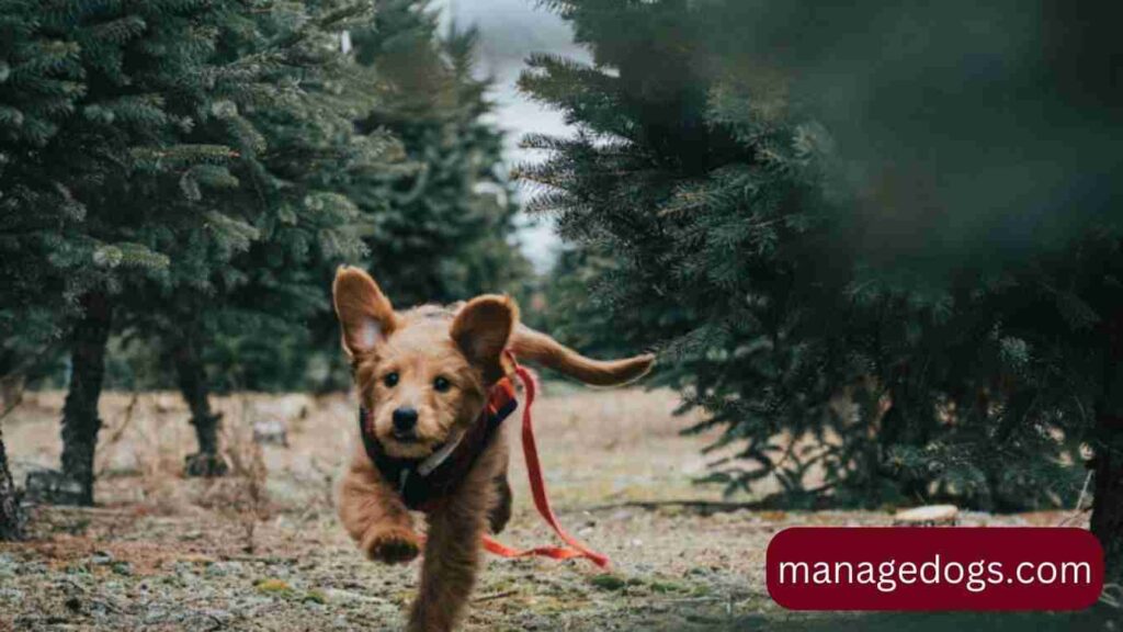 Australian Goldendoodle running