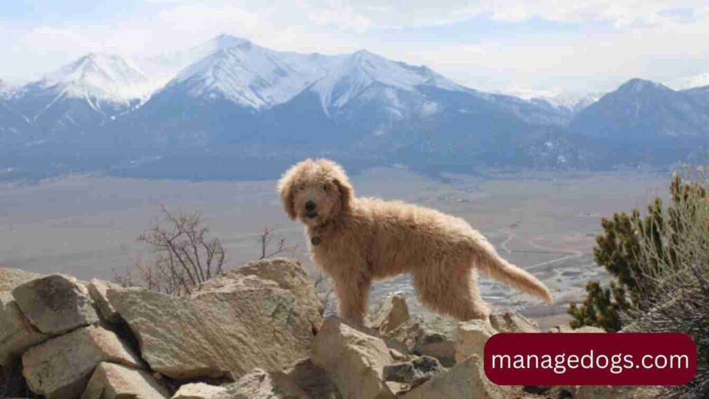 Australian Goldendoodle appearance