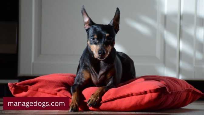 Miniature Pinscher