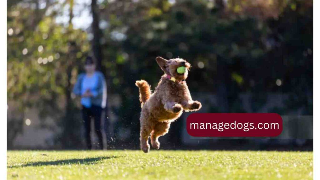 Mini Goldendoodle training exercise