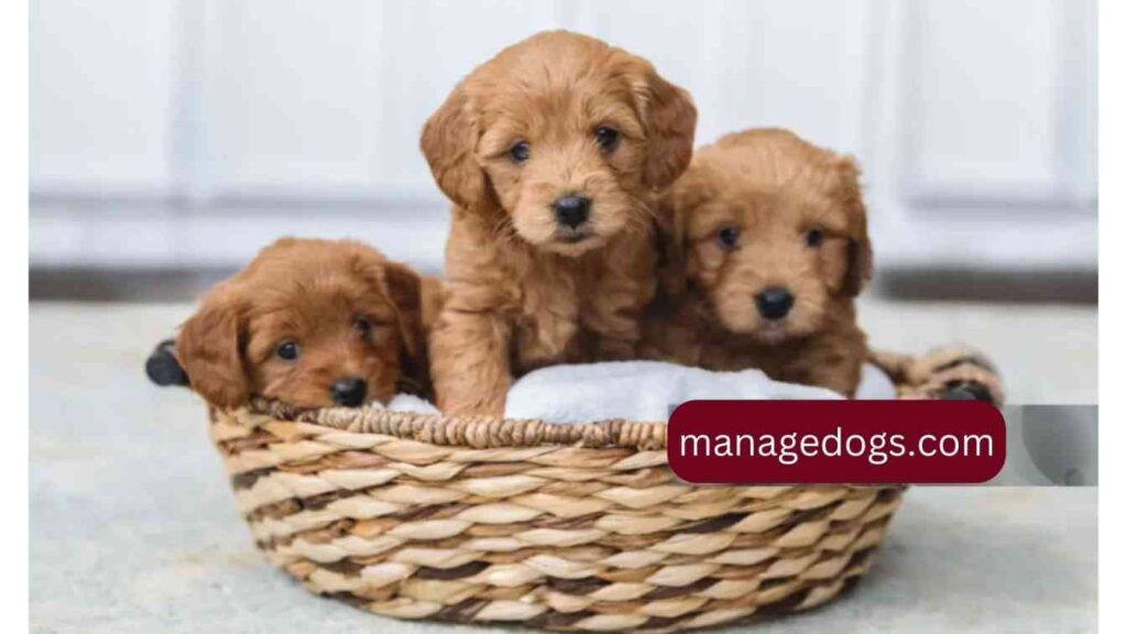 Mini Goldendoodle puppies