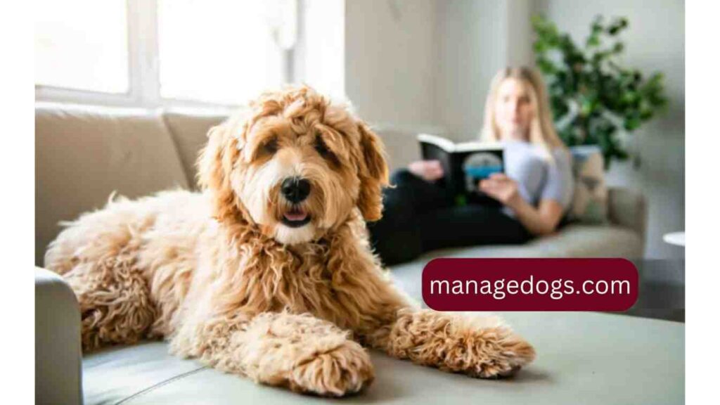 Mini Goldendoodle health