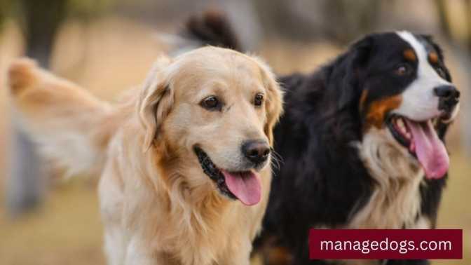 Golden Retriever and Bernese Mountain