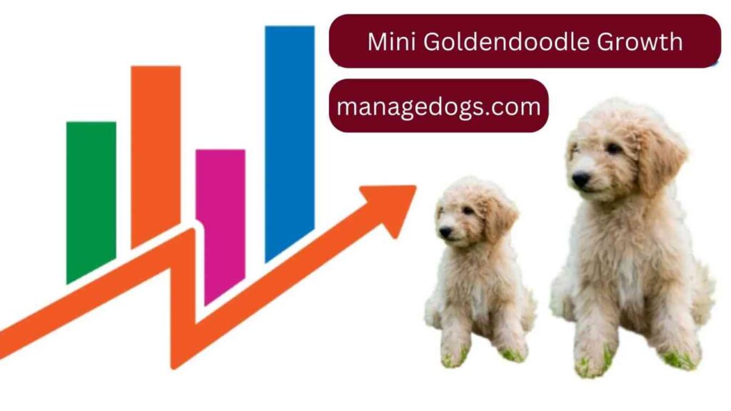 Mini Goldendoodle growth chart