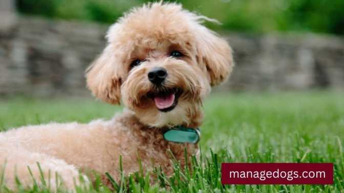 Medium Poodle Puppy