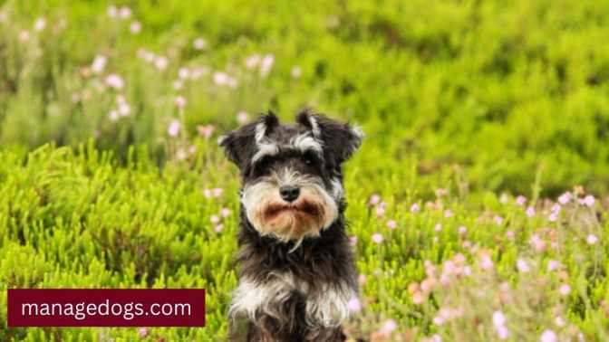 Schnauze puppy