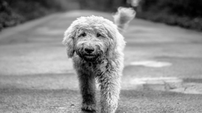 White Goldendoodle