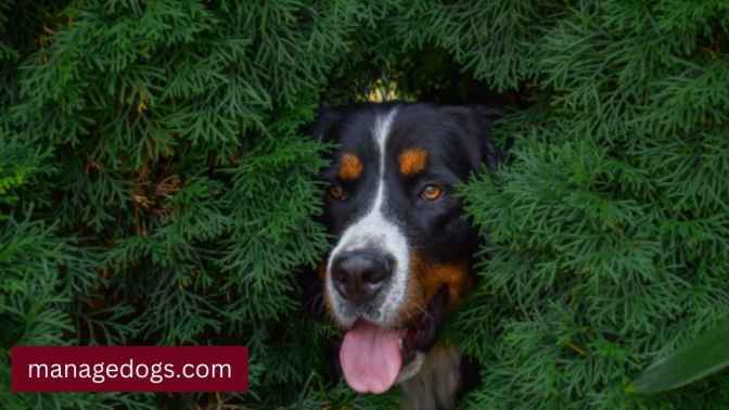 Mini Bernese Mountain Dog