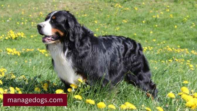 Mini Bernese Mountain Grooming