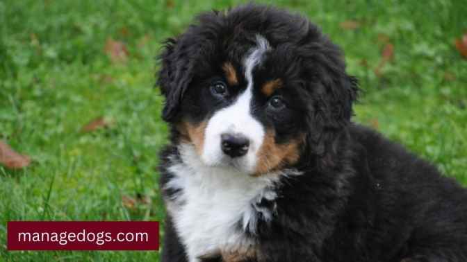 Mini Bernese Mountain Dog Puppy