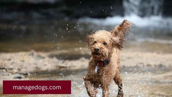 Brown Poodle Puppy