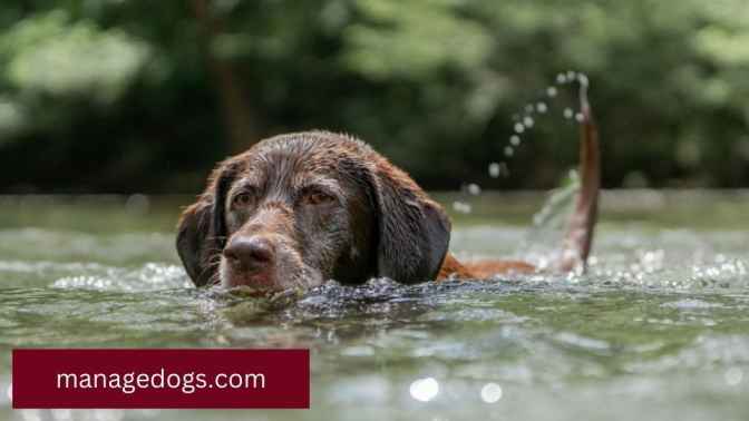 Dog Drinking water