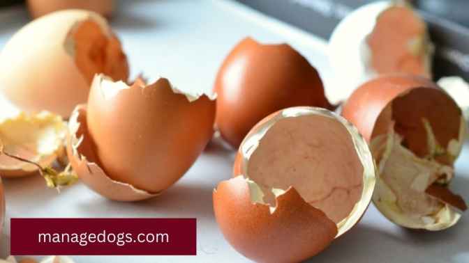 Can dogs eat Egg shells?