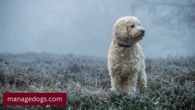 Goldendoodle haircuts