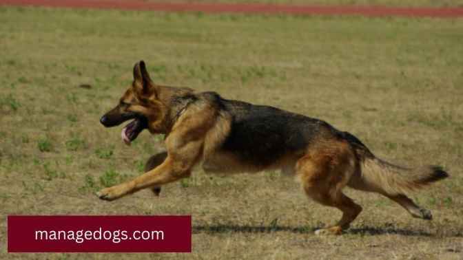 Long-haired German Shepherd Running