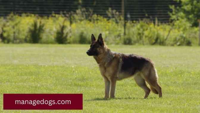 Long-haired German Shepherd