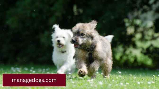 Small dogs running