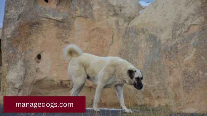 Kangal Dog Breed