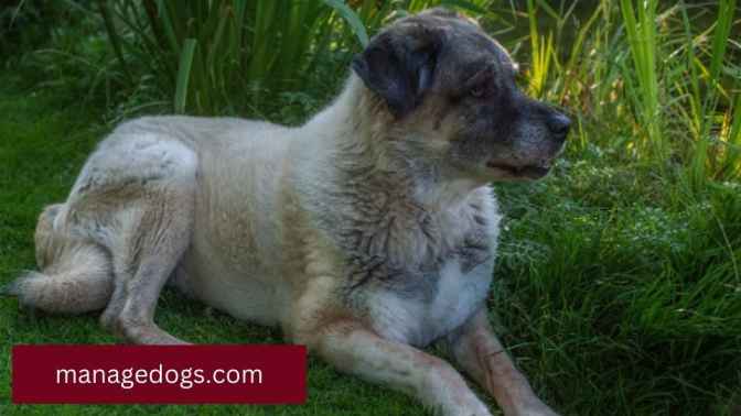 Kangal Shepherd