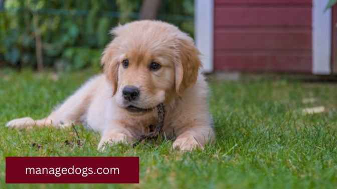 Mini Golden Retriever Calm