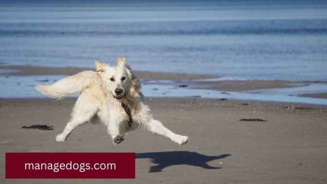 Golden Retriever running