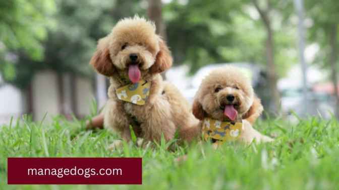 Poodle Beautiful Puppies