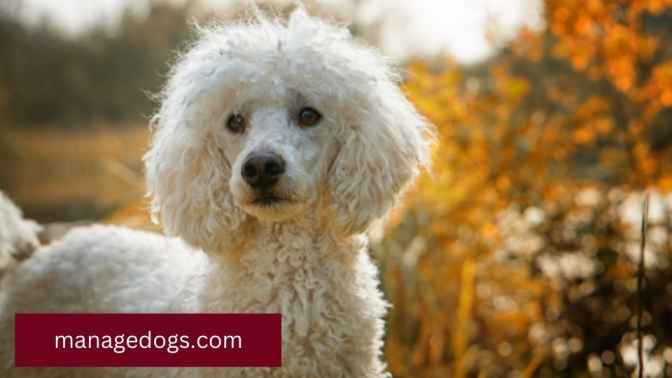 How to groom a Poodle