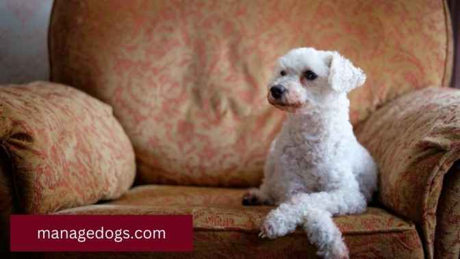 Poodle Sitting