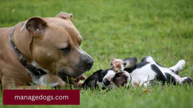 Red Nose Pitbull Temperament