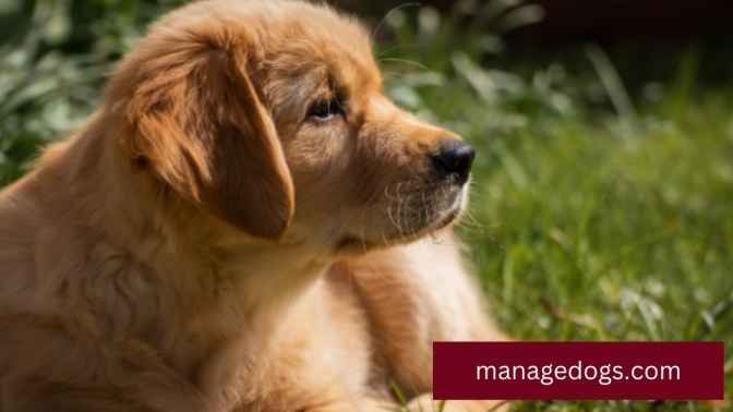 Red Golden Retriever