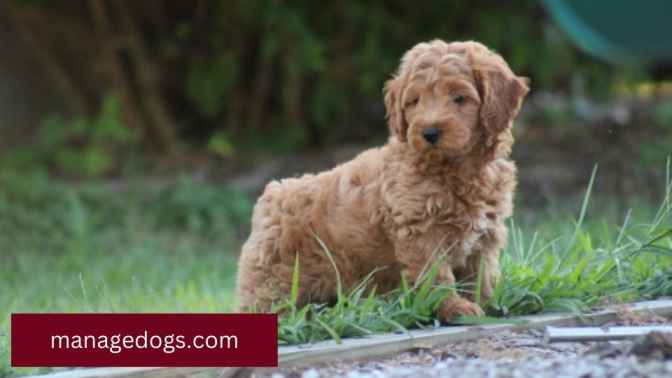 Goldendoodle Standing 