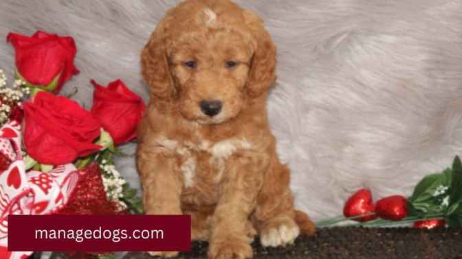 Goldendoodle puppy price